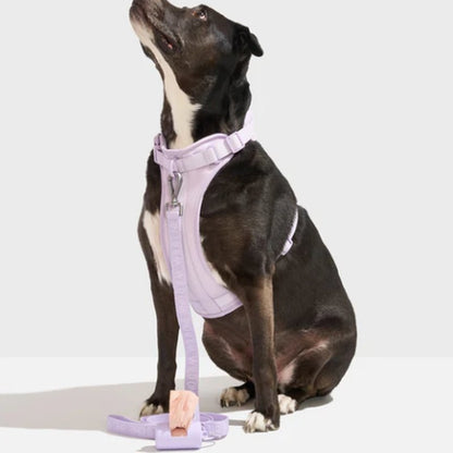 Ultimate Comfort Dog Walk Kit: Padded Harness & Leash Set