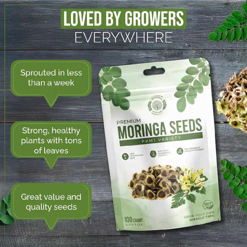Moringa Tree Seeds – PKM1 Variety For Home Gardening & Planting