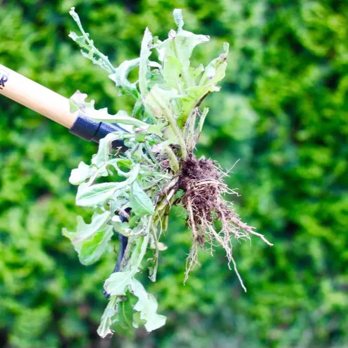 Original Stand-Up Weed Puller Tool – Remove Roots Without Bending