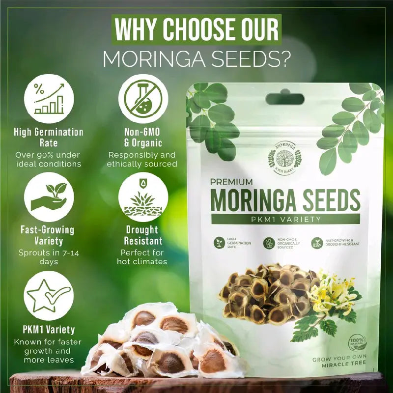 Moringa Tree Seeds – PKM1 Variety For Home Gardening & Planting