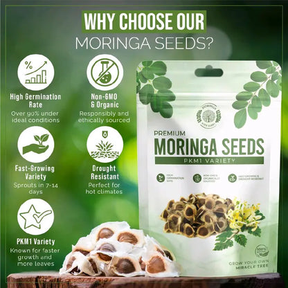 Moringa Tree Seeds – PKM1 Variety For Home Gardening & Planting