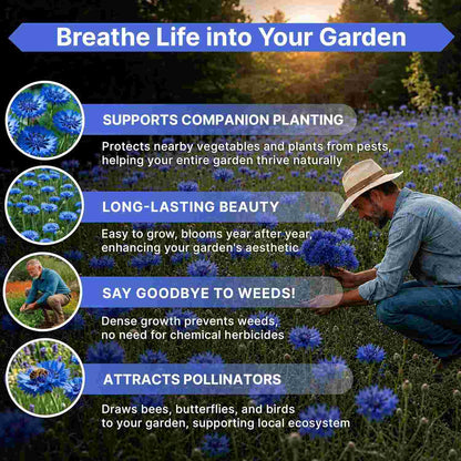 Premium Heirloom Flower Seeds for Vibrant Blooming Gardens