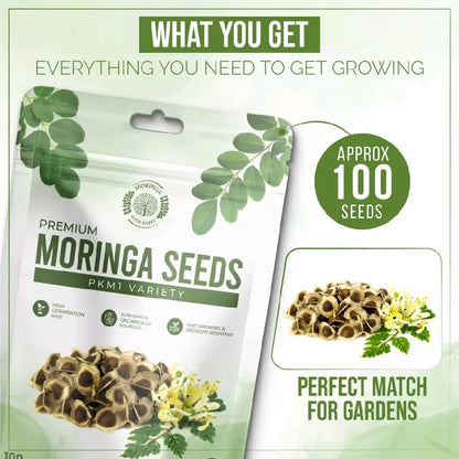 Moringa Tree Seeds – PKM1 Variety For Home Gardening & Planting